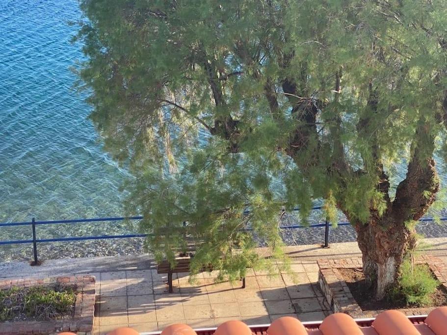 κοράλι, παραλία λίμνης * Límni